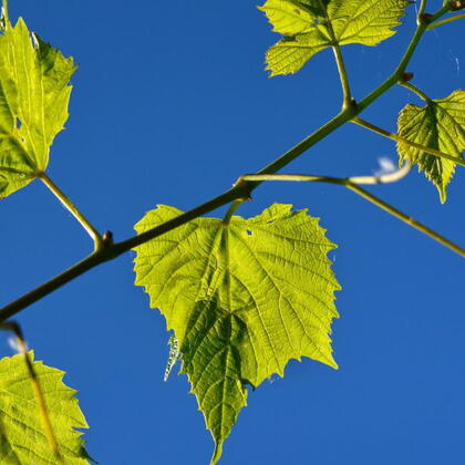 ജീവവൃക്ഷം  - കാവ്യാത്മകമായ രൂപമോ, മതപരമായ അടയാളമോ, അതോ ആത്മിക യാഥാർത്ഥ്യമോ?